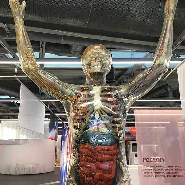 Das Oberteil des Exponats vom gläserenden Menschen.